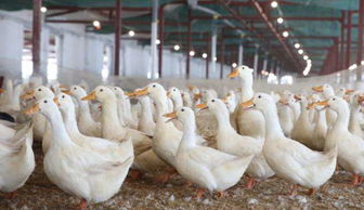 肉鸭常用的青绿 维生素 矿物质饲料各有什么特性